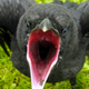 Image for article titled John Cusack's Raven is Weak and Weary